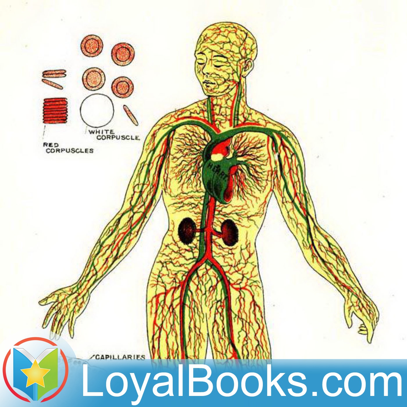 Physiology and Hygiene by Francis M. Walters:Loyal Books